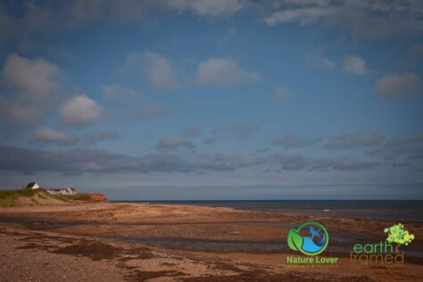 1131311192 Maya Retrieves Clam Shells At Cousins Beach, PEI