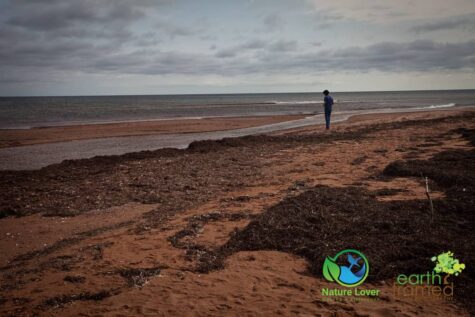 4249706406 Maya Retrieves Clam Shells At Cousins Beach, PEI