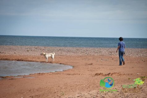 1027936759 Maya Retrieves Clam Shells At Cousins Beach, PEI