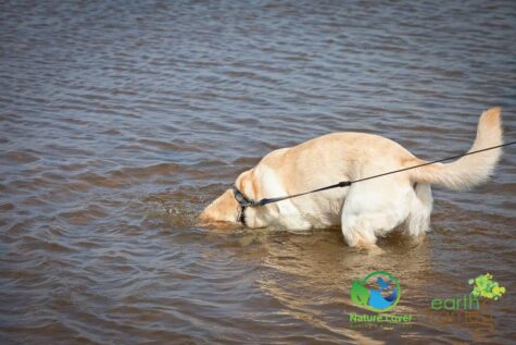 3760381468 Maya Retrieves Clam Shells At Cousins Beach, PEI