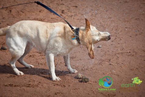 3386208617 Maya Retrieves Clam Shells At Cousins Beach, PEI
