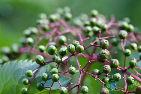 2533314645 Algonquin Park - Logging Museum
