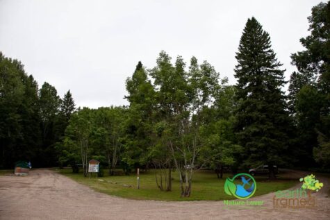 4153794196 Wildflowers At Costello Lake Picnic Area - Algonquin Park