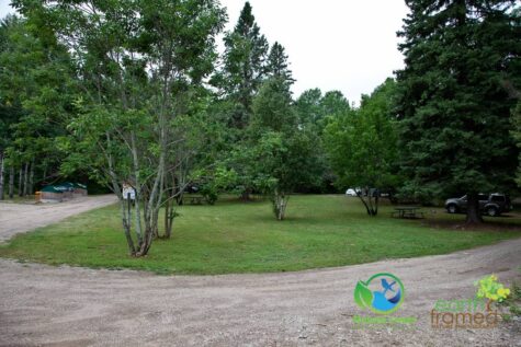 201242222 Wildflowers At Costello Lake Picnic Area - Algonquin Park