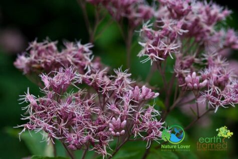 3617133285 Wildflowers At Costello Lake Picnic Area - Algonquin Park