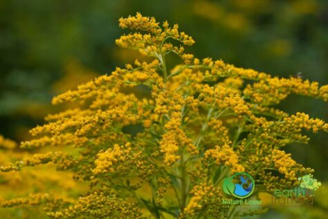 975575716 Wildflowers At Costello Lake Picnic Area - Algonquin Park