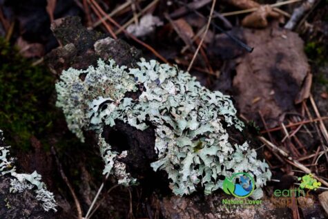 2954950930 Wildflowers At Costello Lake Picnic Area - Algonquin Park